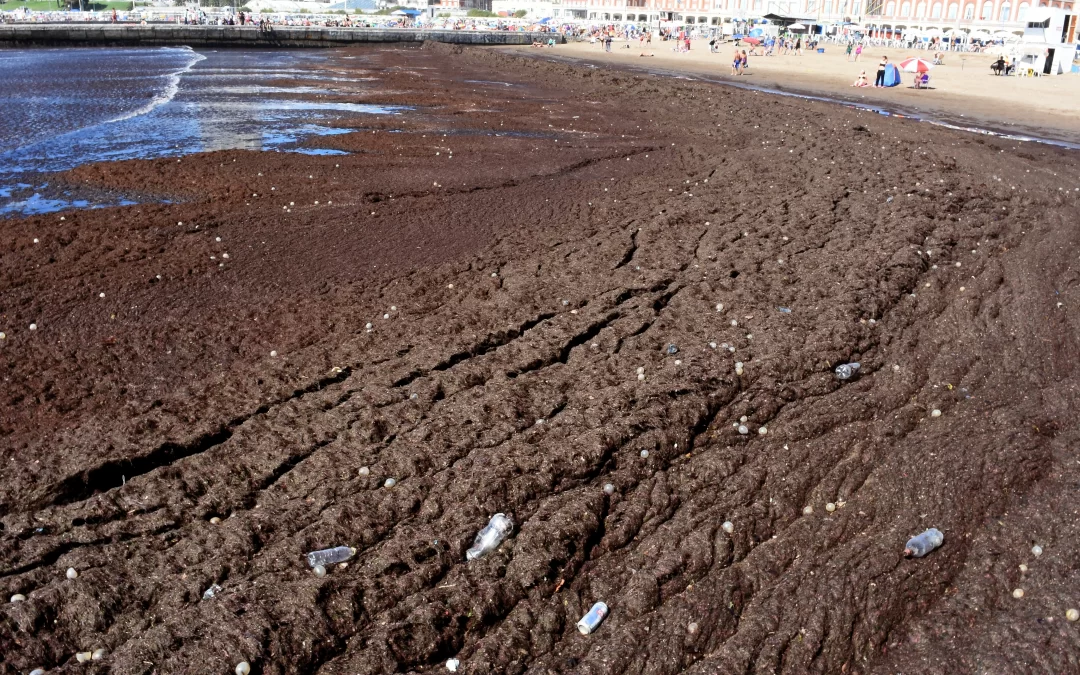 La costa marplatense fue irrumpida por algas