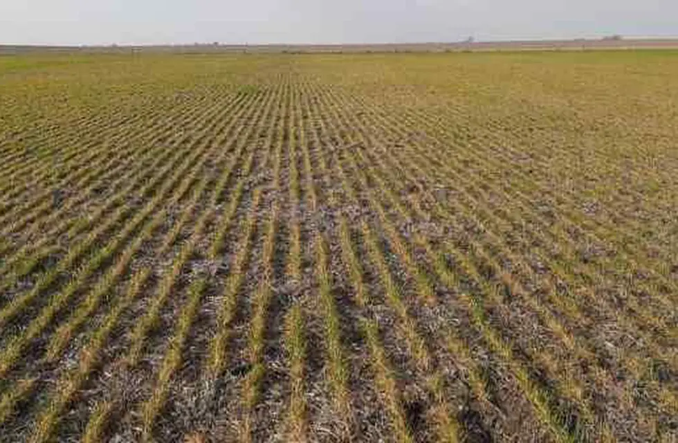 Más del 50% del país se encuentra afectado por la sequía