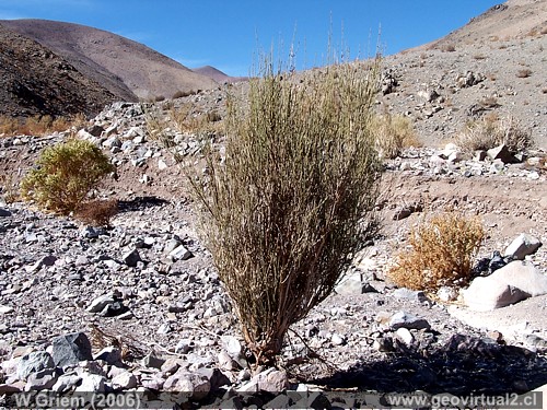 Chile: Se confirma la extinción de una nueva especie y se suman 19 en total
