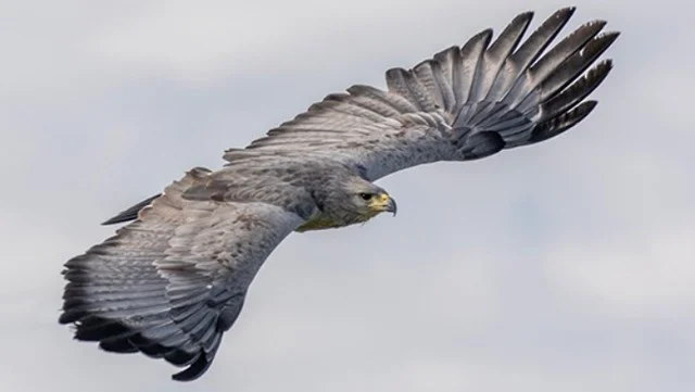 Nació un nuevo pichón de águila coronada en Mendoza