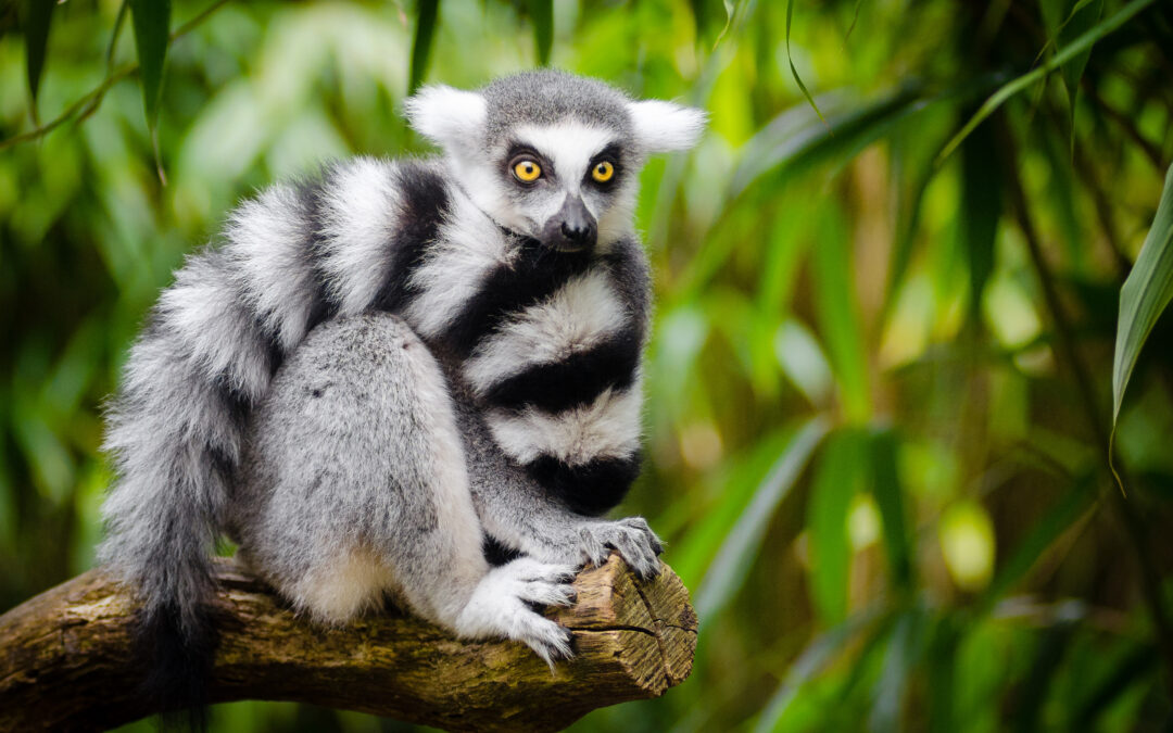 La historia evolutiva de Madagascar está en grave peligro