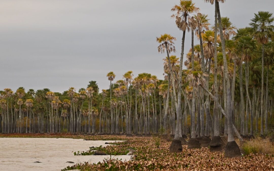 Laguna El Palmar fue aprobado en comisión