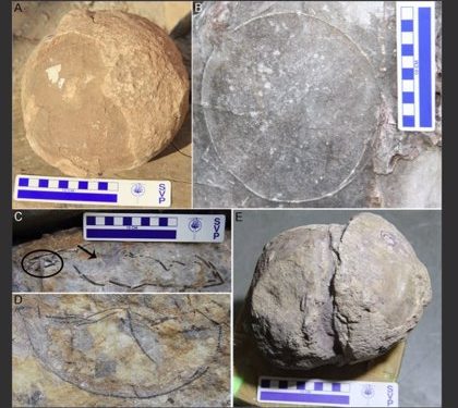 Cientos de huevos de titanosaurio fueron hallados en India