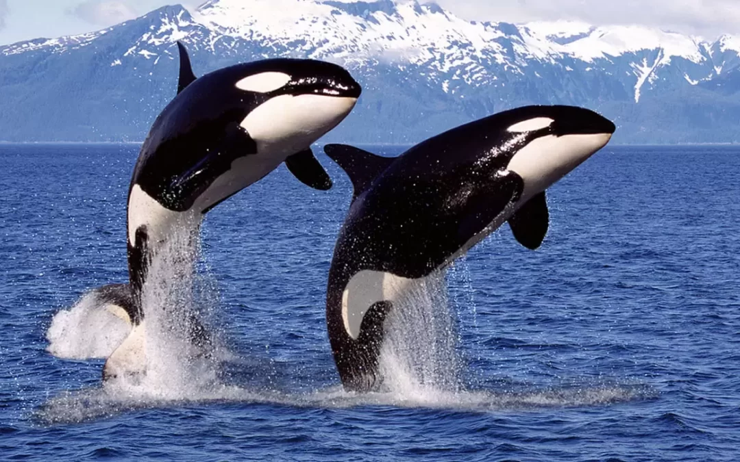 Encuentran restos tóxicos de papel higiénico y ‘químicos eternos’ en las orcas