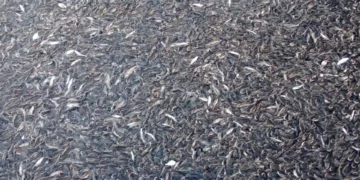 Muerte de peces en México alerta a las autoridades