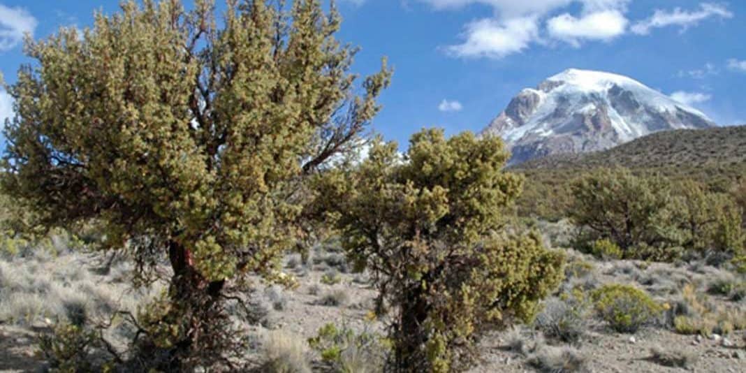 Reforestarán los bosques andinos