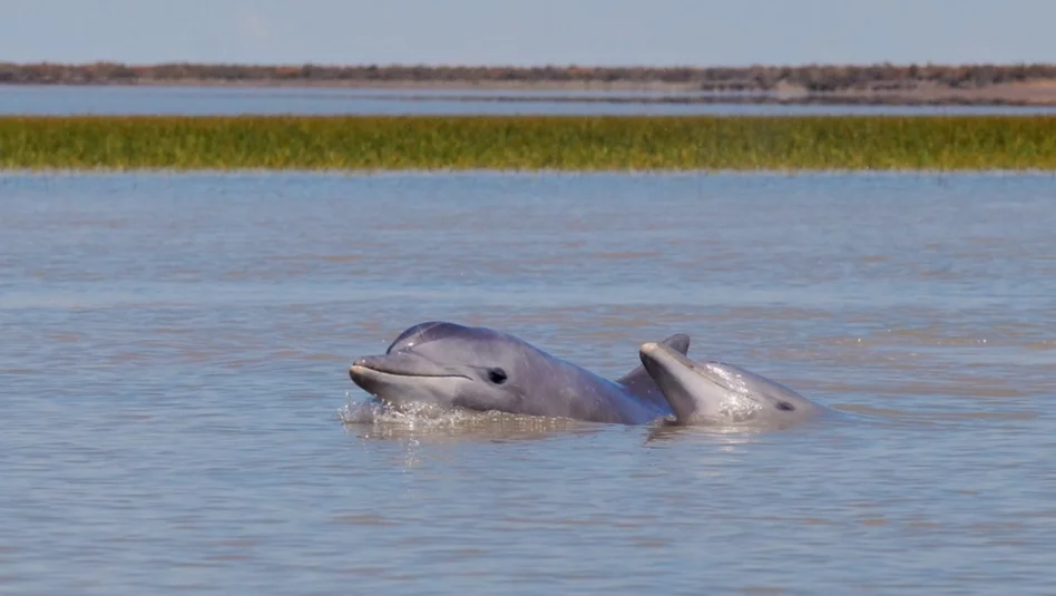 Presentaron un programa de preservación de delfines franciscanas