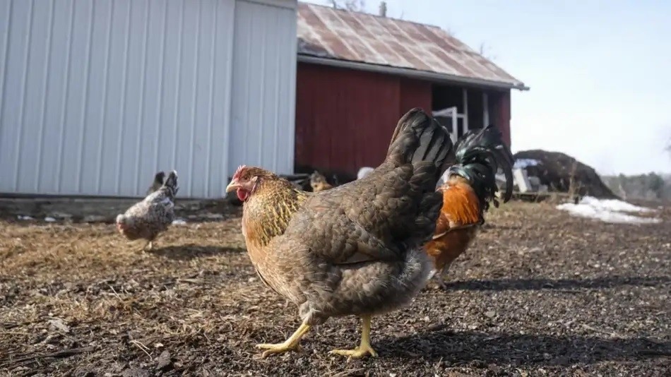Cerraron un predio en Buenos Aires por casos confirmados de aves infectadas de gripe aviar