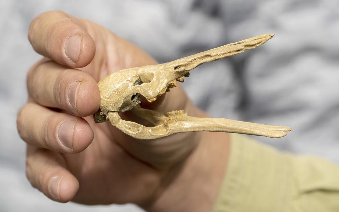 Hallaron restos de un ornitorrinco que vivió hace 70 millones de años