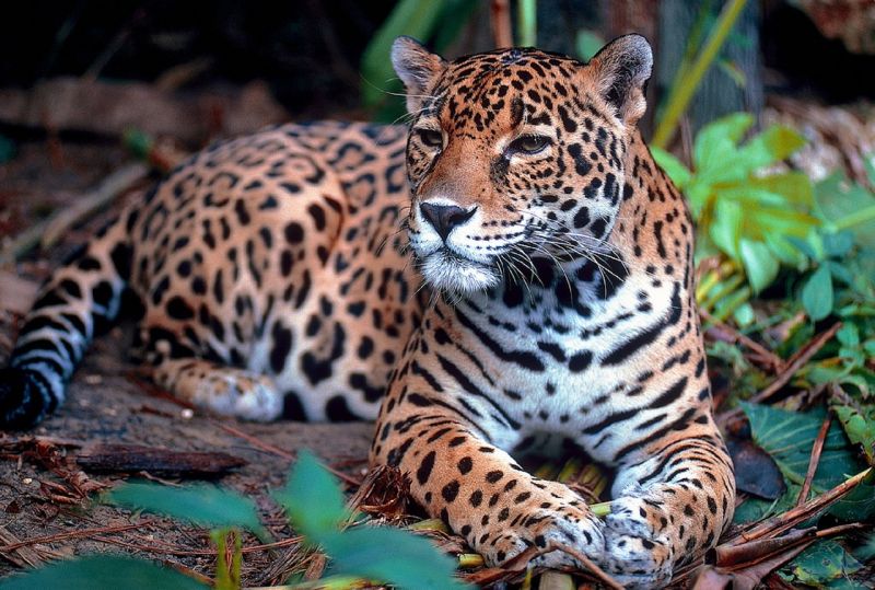 Caza ilegal expuesta en redes sociales