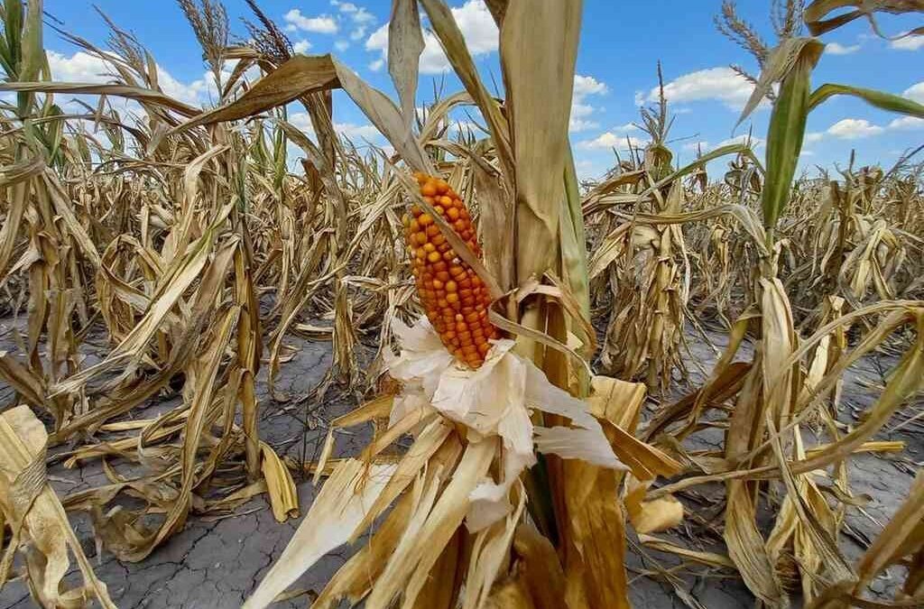 Buscan ayudar a productores santafesinos afectados por la sequía