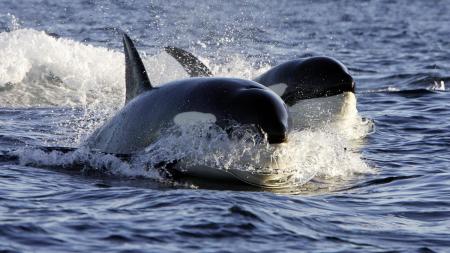 Se viene la Semana se las Orcas