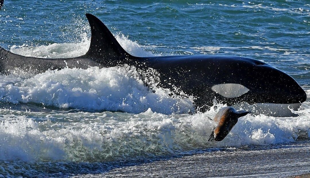 Se viene la temporada de orcas en Península Valdés