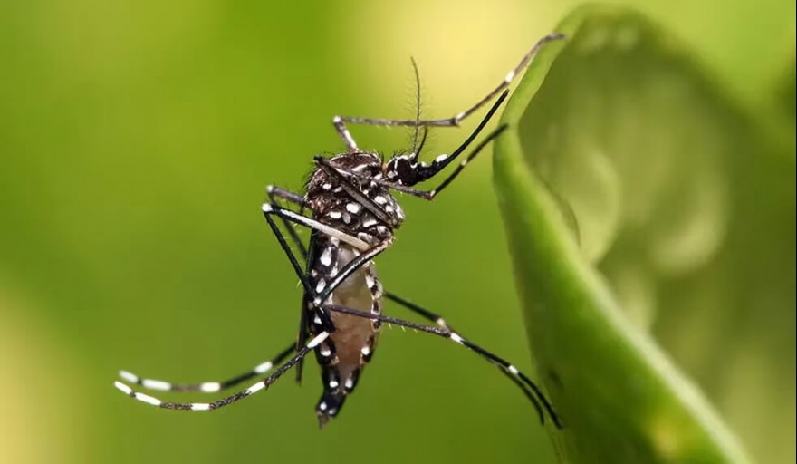 Alertas por la circulación de un nuevo genotipo del dengue