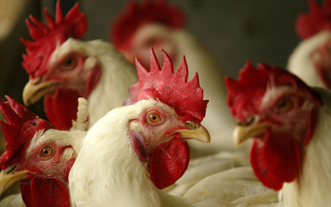Por la gripe aviar evalúan sacrificar gallinas