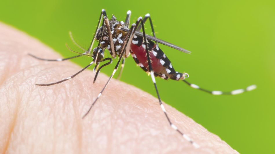 Las enfermedades transmitidas por mosquitos superaron los brotes de 2016 y 2020 en Argentina