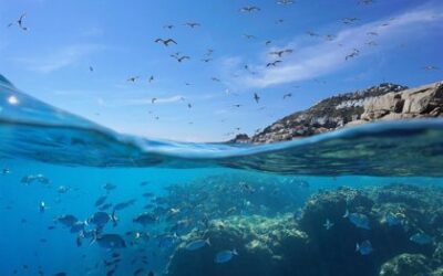 El mar Mediterráneo no está bajo protección efectiva