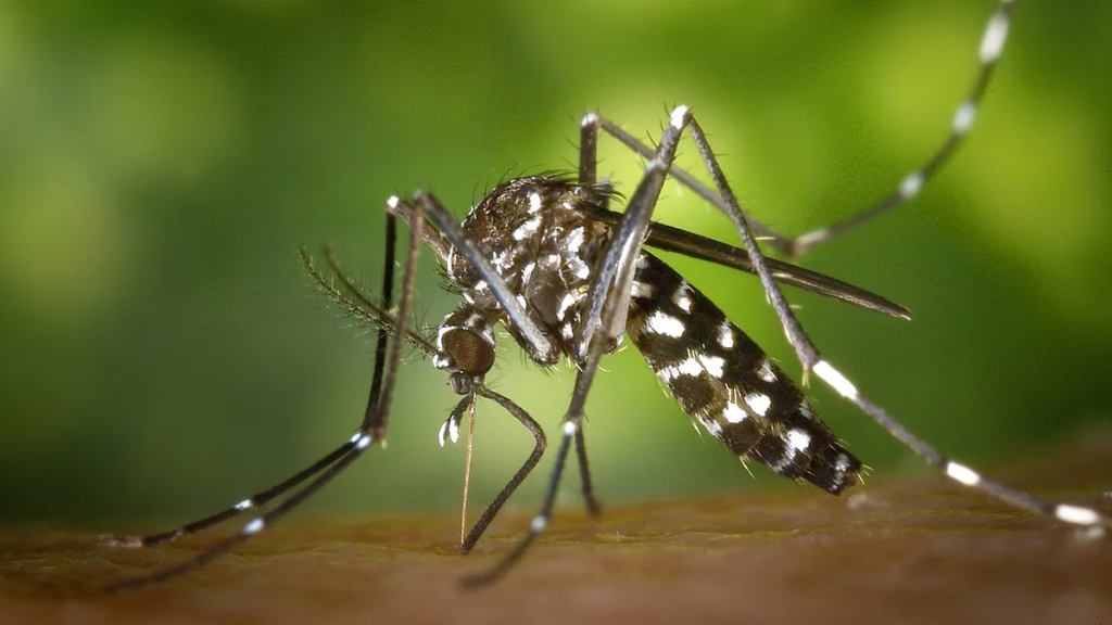 ¿Cuáles son los riesgos de una segunda infección de dengue?