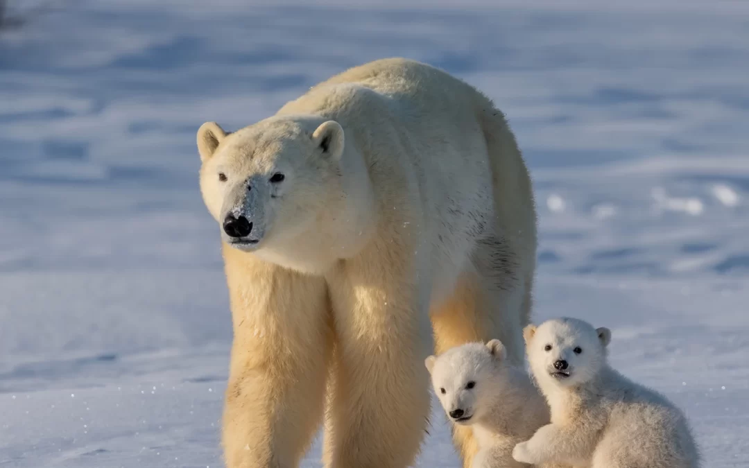 La actual extinción masiva ya es mucho más grave de lo que pensamos