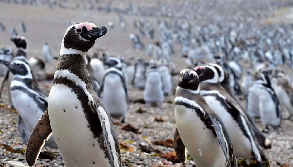 Los pingüinos de Magallanes se ven afectados por el plástico
