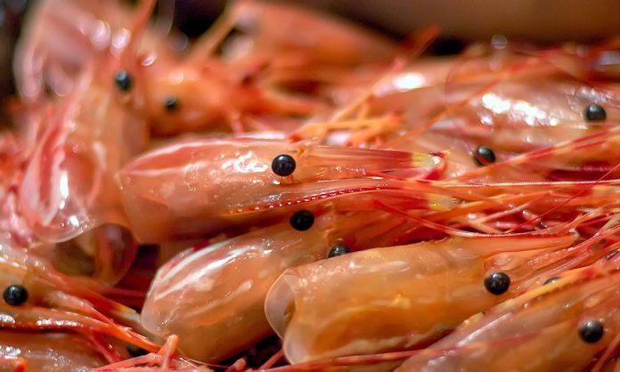 Investigadores aprovechan las cáscaras de langostinos para mitigar el impacto ambiental