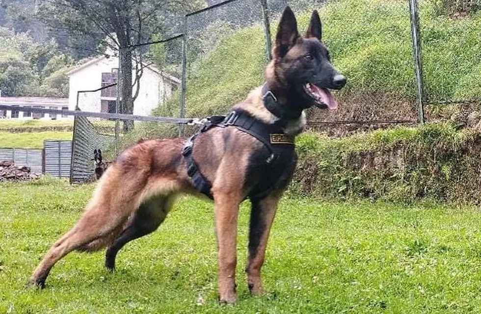 Buscan a Wilson, un perro rescatista, en la selva colombiana