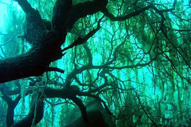 Bosques sumergidos en Santa Cruz pueden ser estratégicos para mitigar el cambio climático