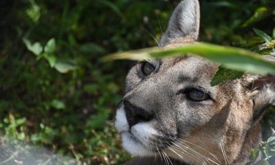 Asesinan a un puma en Corrientes, la justicia está investigando