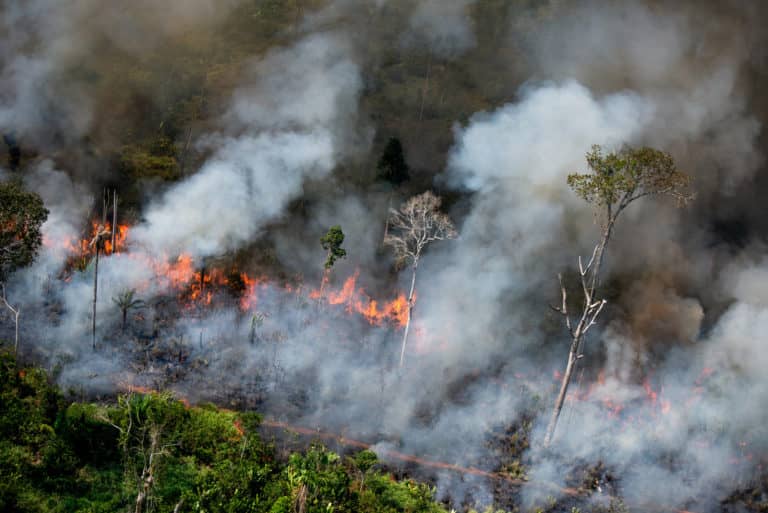 Busca resguardar los bosques nativos tras los incendios