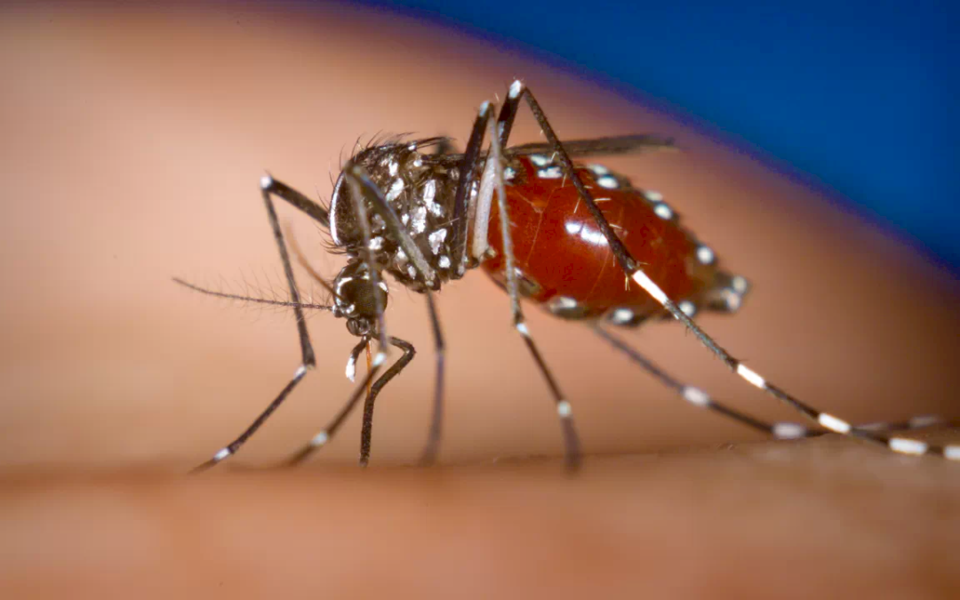 La Anmat autorizó nueva vacuna contra el dengue y trae nuevas esperanzas
