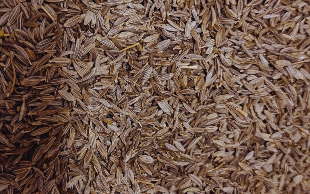 Evalúan un tratamiento para proteger semillas de aromáticas y hortícolas