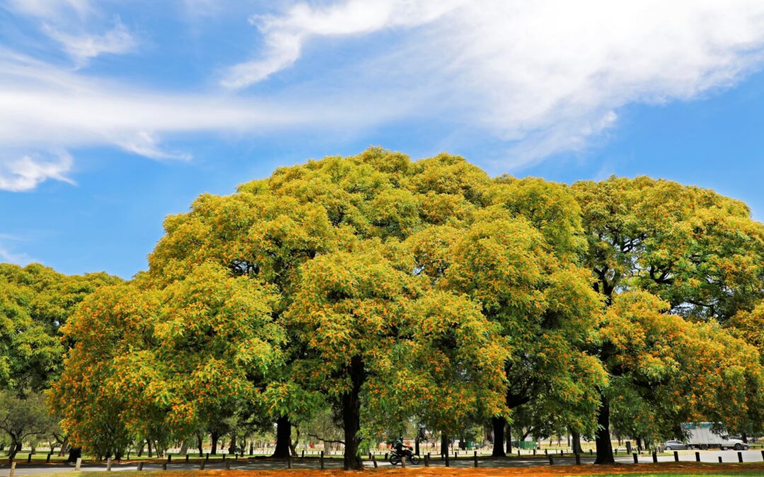 Ciudad de Buenos Aires celebra a los árboles toda la semana