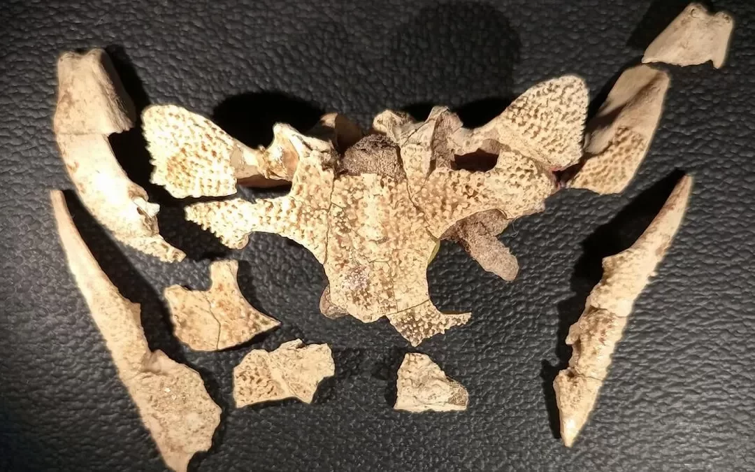 Un paleontólogo argentino descubrió restos óseos de hace 100.000 años