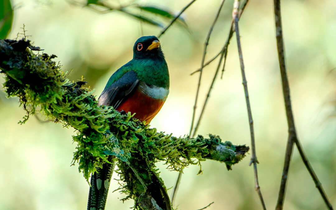 El desarrollo agrícola amenaza a las aves en los Andes tropicales