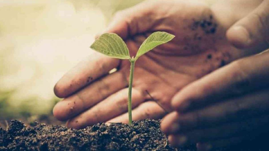 Neuquén lucha contra el cambio climático a través de la reforestación