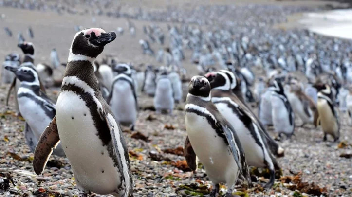 Inauguran la temporada de pingüinos en Chubut