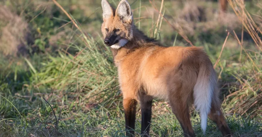 La pampa recibió la visita de un aguará guazú