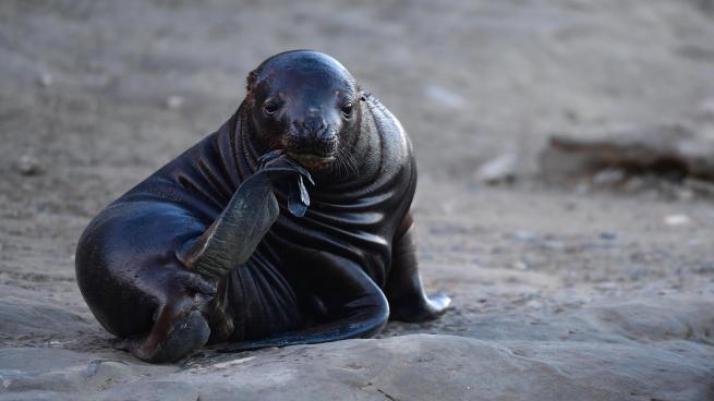 Establecen medidas preventivas contra la gripe aviar tras la muerte de lobos marinos