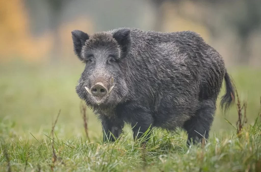 Contabilizan la presencia de especies exóticas invasoras en el país
