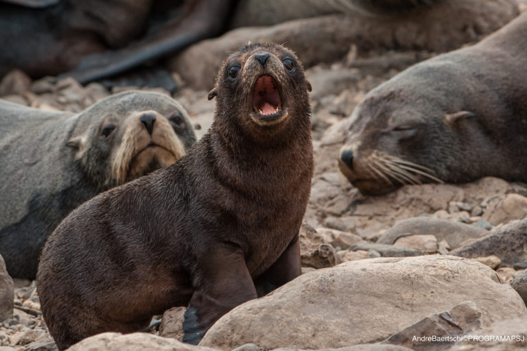 Las muertes de lobos marinos desconciertan a Río Negro