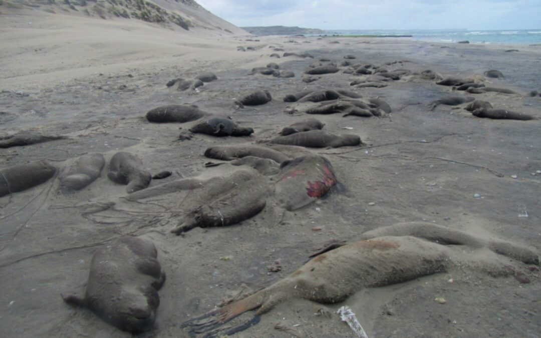 Aumenta la mortalidad de crías de elefantes marinos