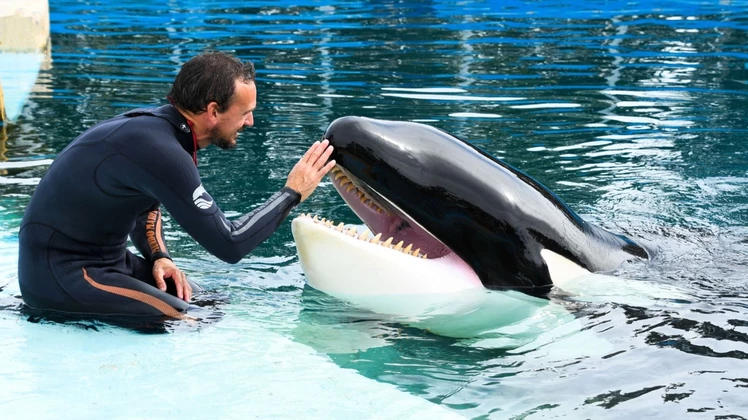 Nación pidió información a Buenos Aires sobre la orca Kshamenk