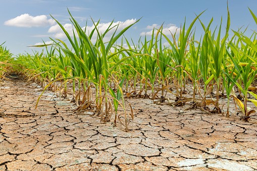 Productores tendrán acceso a subsidios por sequía