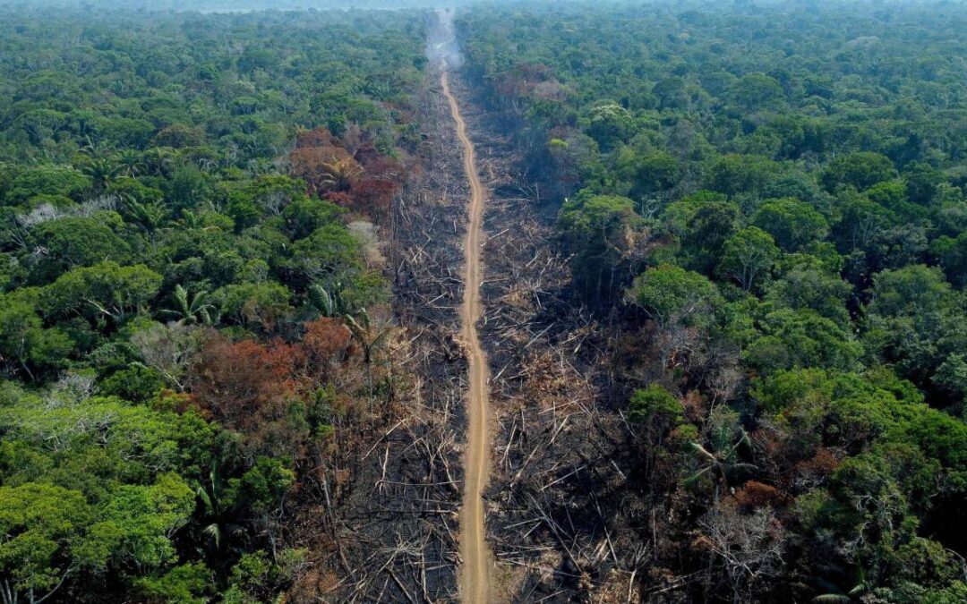 Se redujo un 22,3% la deforestación anual en la Amazonía