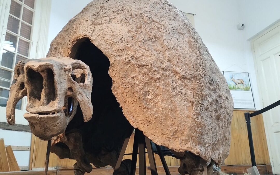 Descubren un nuevo gliptodonte