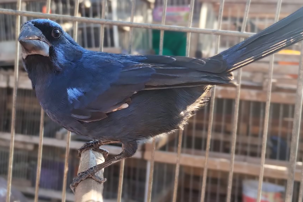 Liberan un centenar de aves a traves de un operativo