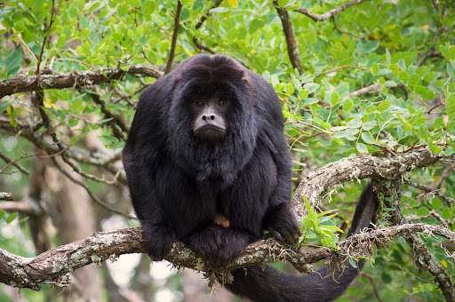 El mono carayá es uno de los mamíferos silvestres más comercializados ilegalmente como mascotas
