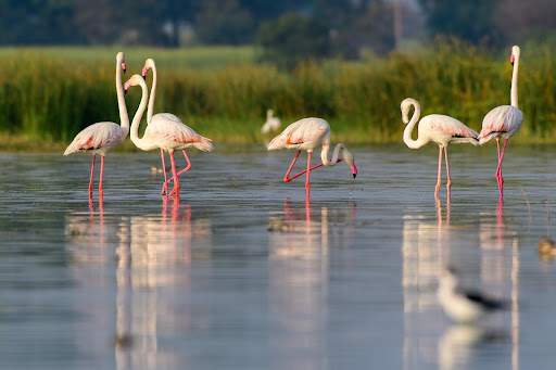 Aumenta el número de flamencos fallecidos en Catamarca