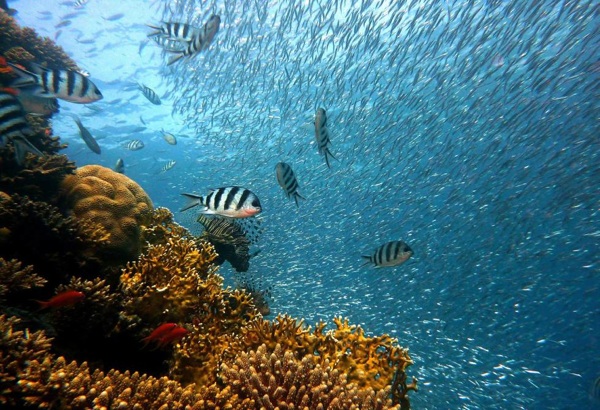 El área protegida Agujero Azul está cada vez más cerca de hacerse realidad