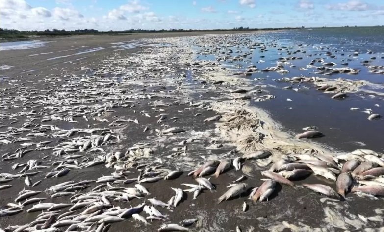 Chascomús se enfrenta a muerte masiva de peces